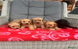 Cockapoo dogs for sale: Cockapoo - Image 5