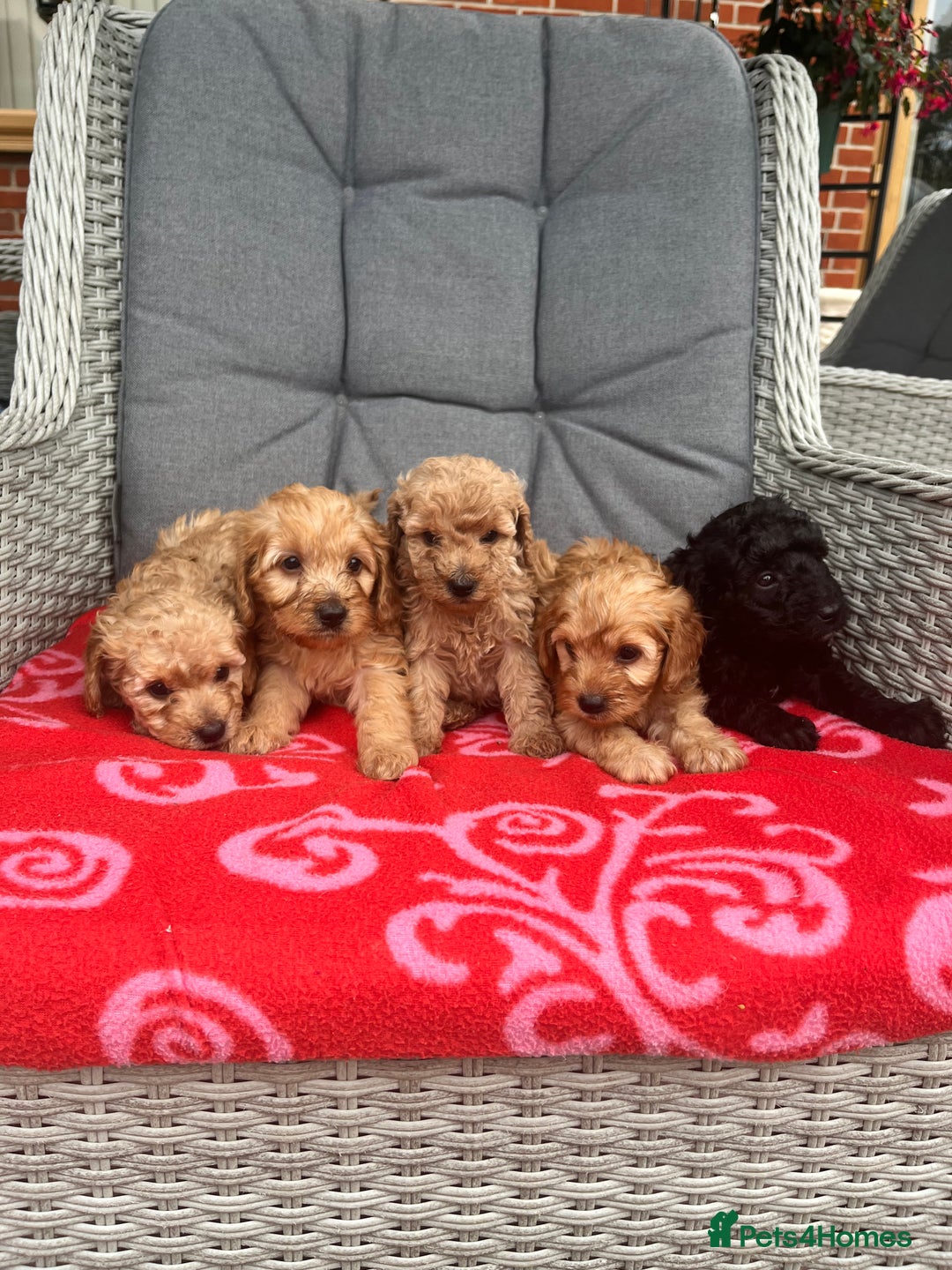 Cockapoo dogs for sale: Cockapoo - Image 5