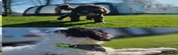 Cockapoo dogs for sale: 7 x F2 cockerpoo puppies 4 boys 3 girls - Advert 10