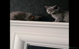 Scottish Fold cats for sale: Last beautiful kitten reduced  - Image 4