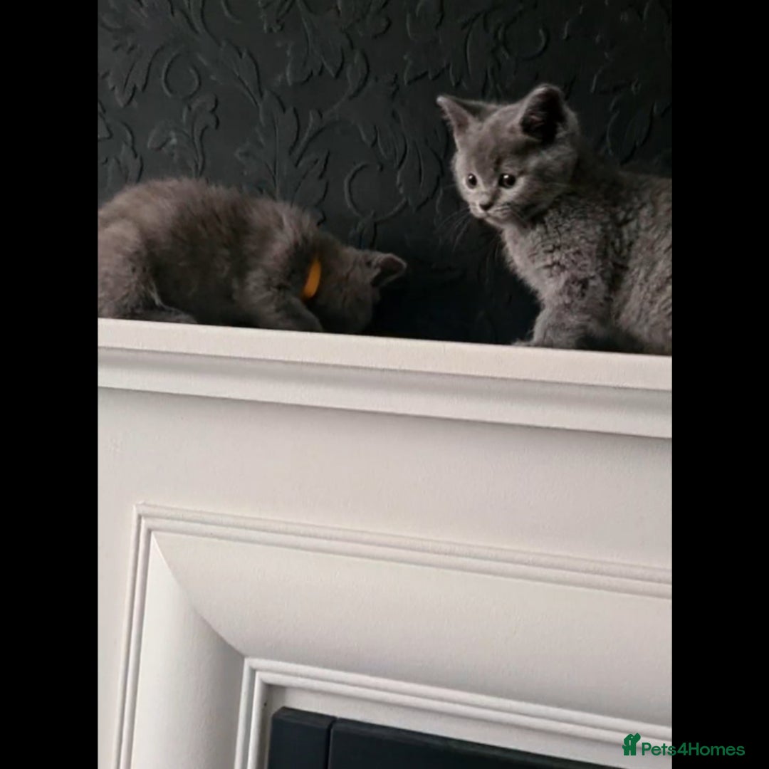 Scottish Fold cats for sale: Last beautiful kitten reduced  - Image 4