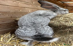 Continental Giant rabbits for sale: WE HAVE THE WORLDS BIGGEST BUNNIES  - Image 2