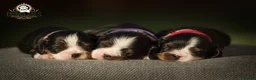 Cavalier King Charles Spaniel dogs for sale: ✨ EXCEPTIONAL CAVALIERS BY DONNA JAY ✨ - Advert 1