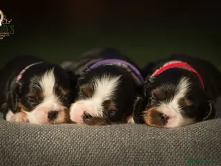 Cavalier King Charles Spaniel dogs ✨ EXCEPTIONAL CAVALIERS BY DONNA JAY ✨ - Advert 5
