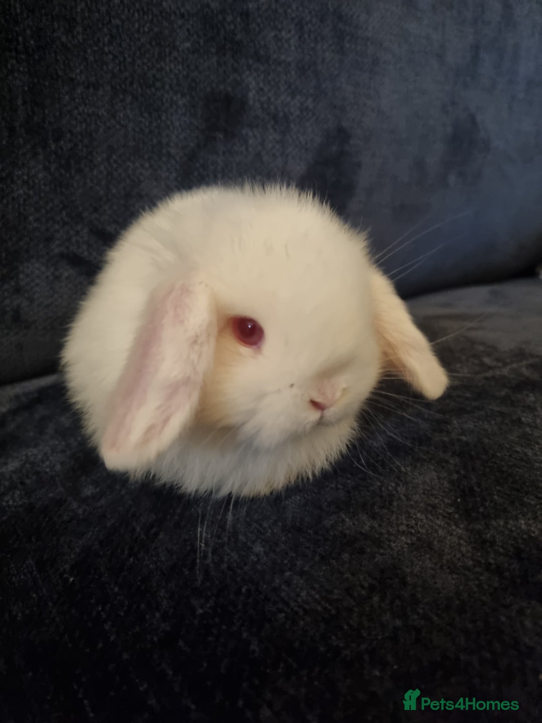 Mini Lop rabbits for sale: 3 lovely mini lop rabbits - Image 7