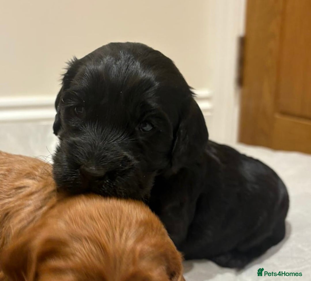 Cockapoo dogs for sale: Stunning cockapoo girls with health tested parents - Advert 12