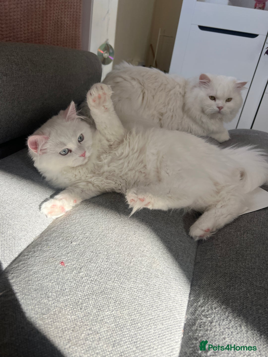 Persian cats for sale: Gentle and sweet Persian kittens - Image 5