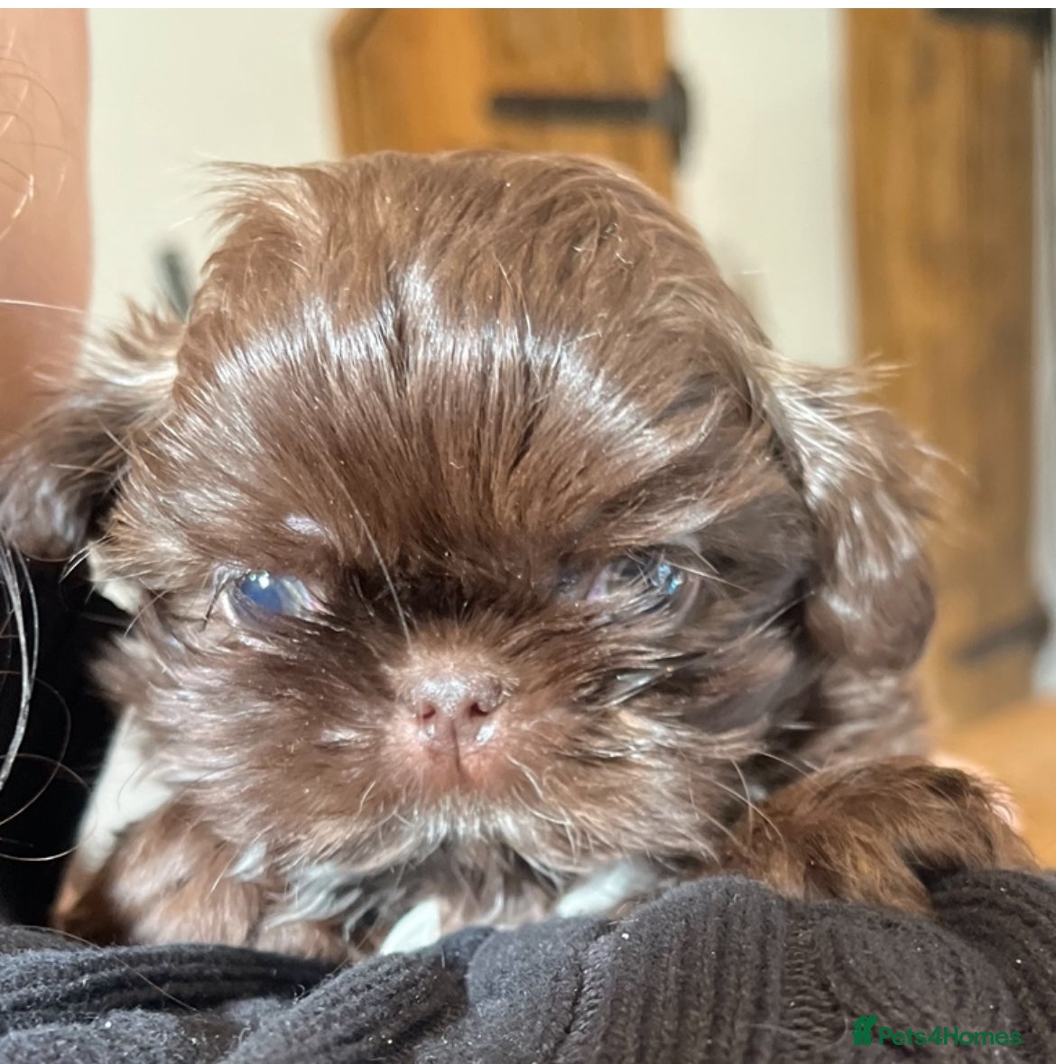 Shih Tzu dogs Tiny Teddy Bear’s!  - Advert 1
