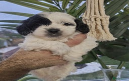 Shihpoo dogs for sale: 🌟 Adorable Shihpoo Puppies 🌟 - Image 6