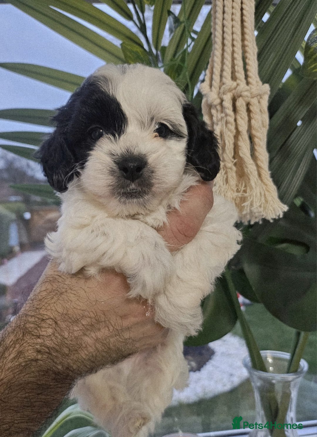 Shihpoo dogs for sale: 🌟 Adorable Shihpoo Puppies 🌟 - Image 6