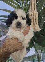 Shihpoo dogs 🌟 Adorable Shihpoo Puppies 🌟 - Advert 1