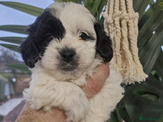Shihpoo dogs 🌟 Adorable Shihpoo Puppies 🌟 - Advert 2