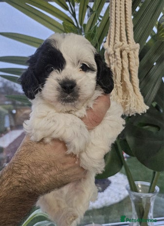 Shihpoo dogs 🌟 Adorable Shihpoo Puppies 🌟 - Advert 1