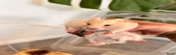 Hamster rodents for sale: Baby syrian hamsters  - Advert 15
