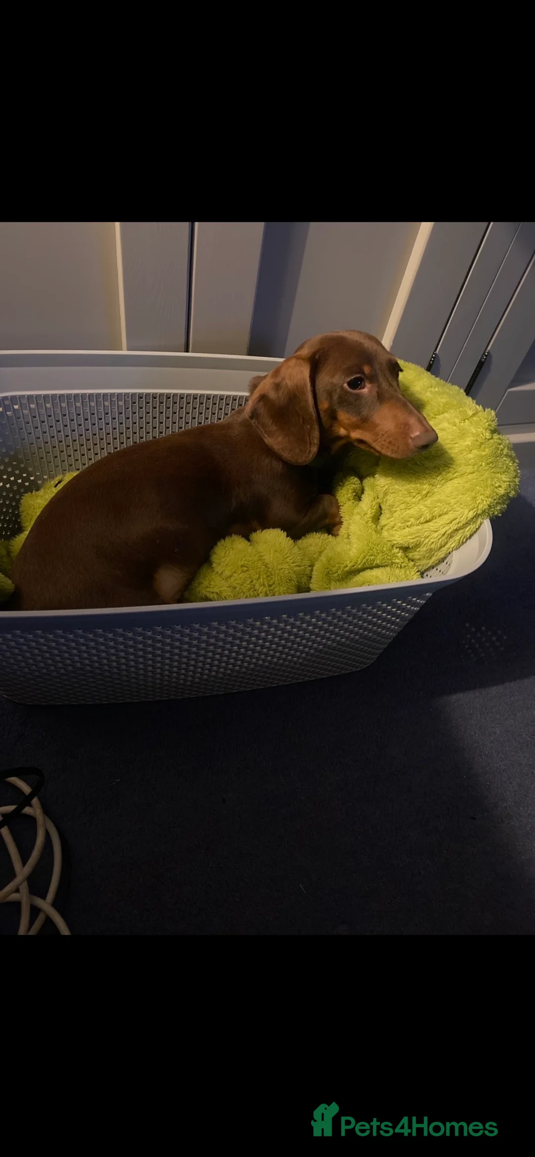 Miniature Dachshund dogs for stud: Kc, pra clear Miniature smooth dachshund. in King's Lynn - Advert 18