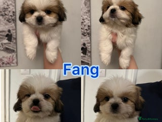 Shih Tzu dogs 3 gorgeous puppies for sale - Advert 3