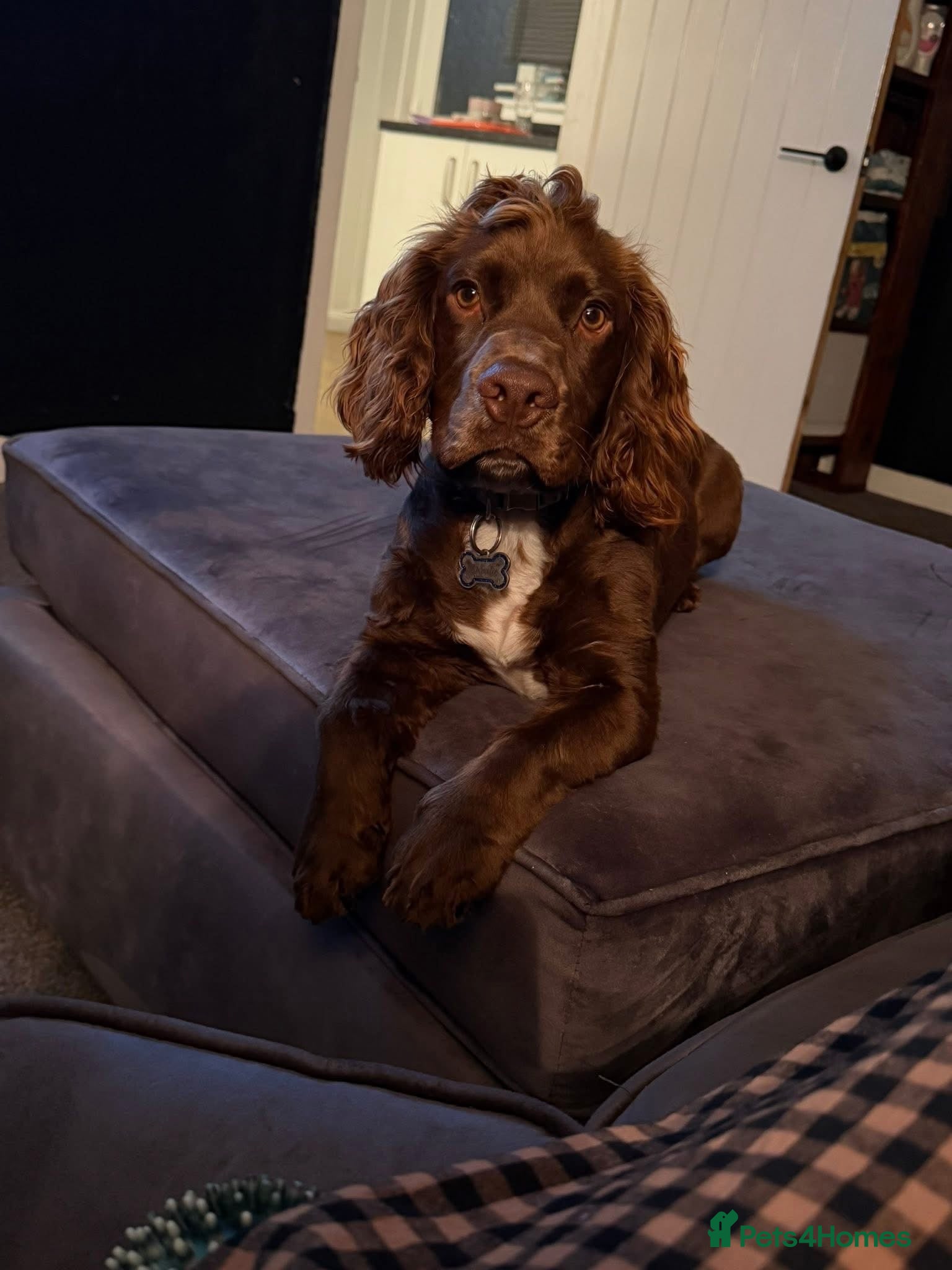 Cocker Spaniel dogs This is Charlie 7 months cocker spaniel - Advert 6