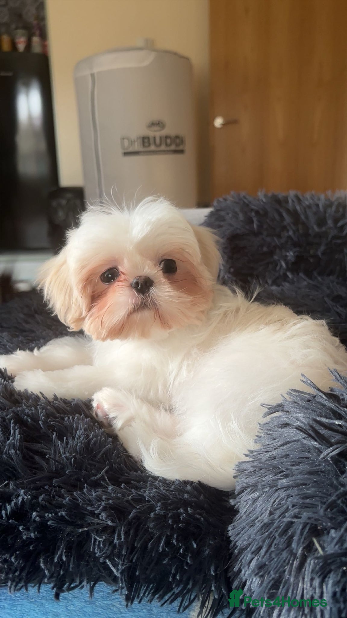 Shih Tzu dogs Pedigree white&cream shih tzu - Advert 2