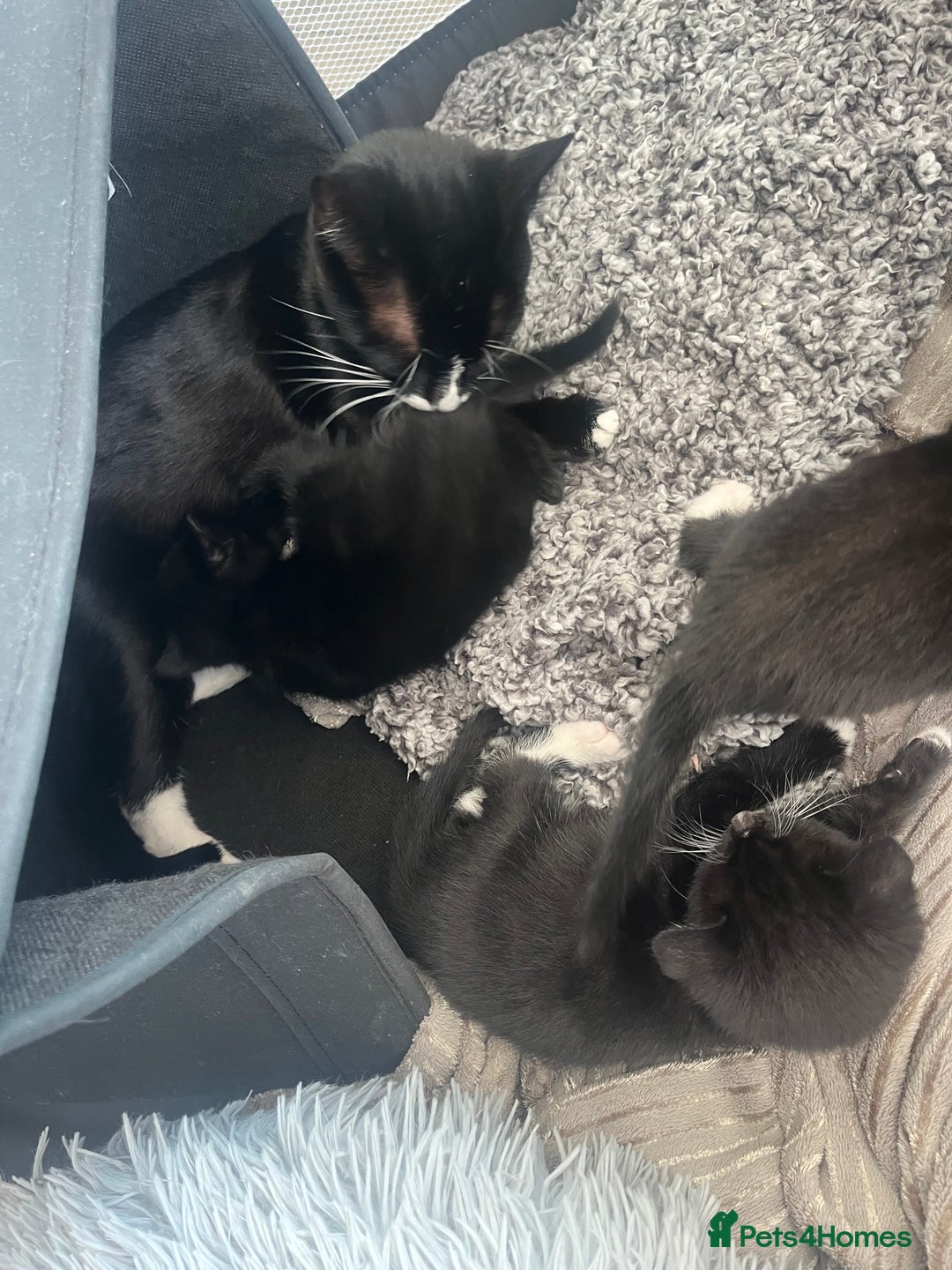 Mixed Breed cats for sale: Gorgeous short hair British Kittens  - Image 8