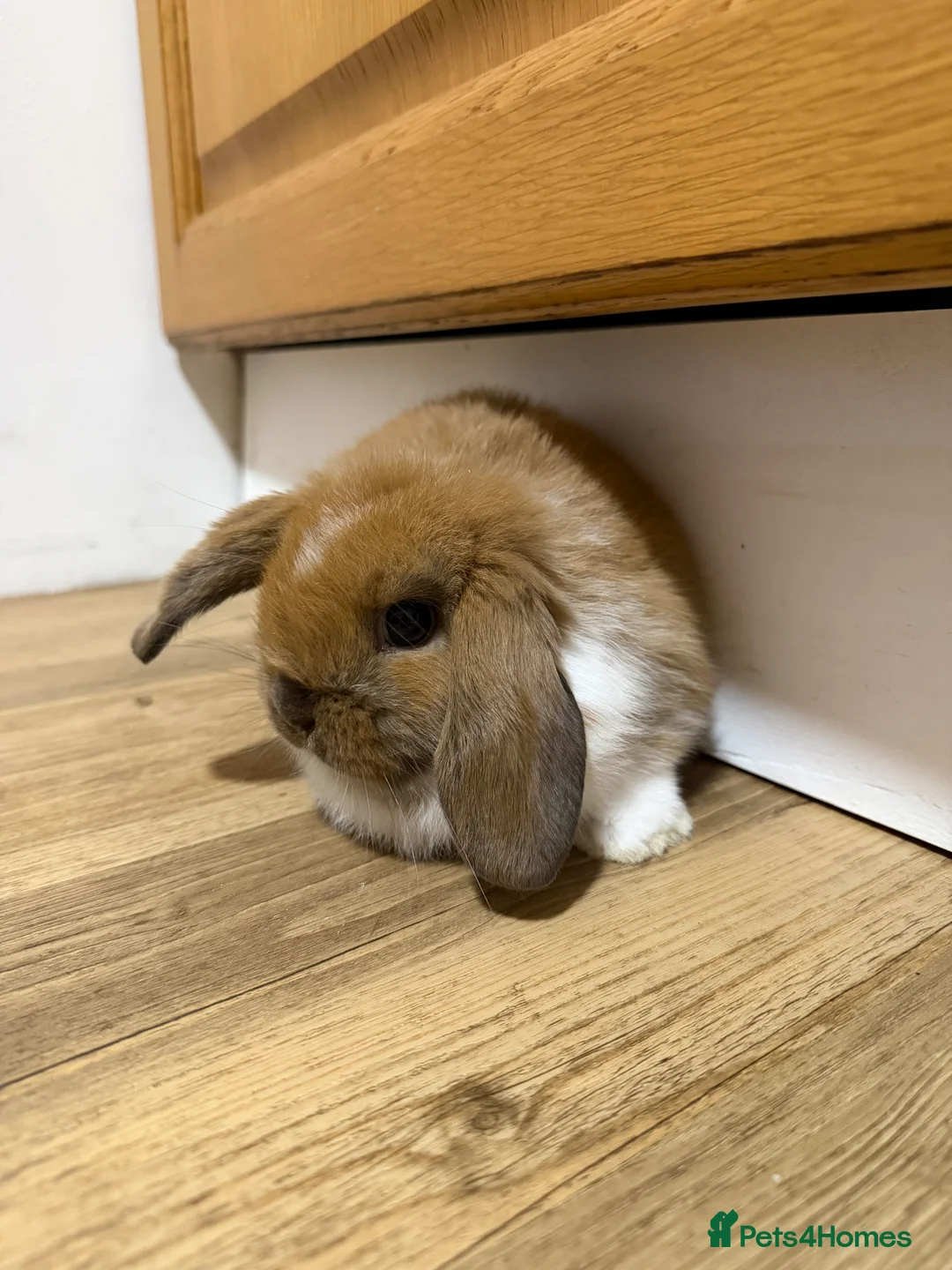 Mini Lop rabbits for sale: Mini Lop Bunnies For Sale - Advert 6
