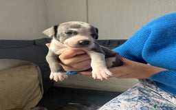 Mixed Breed dogs for sale: American bull staff puppies  - Image 31