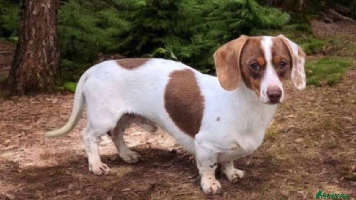 Miniature Dachshund dogs Beautiful Dapples 5 Star Licensed 5 Star reviews  - Advert 2