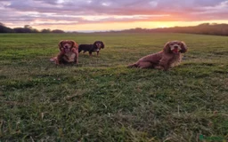 Cocker Spaniel dogs for stud: PROVEN STUD DOG HEALTH TESTED in Ingatestone - Image 1