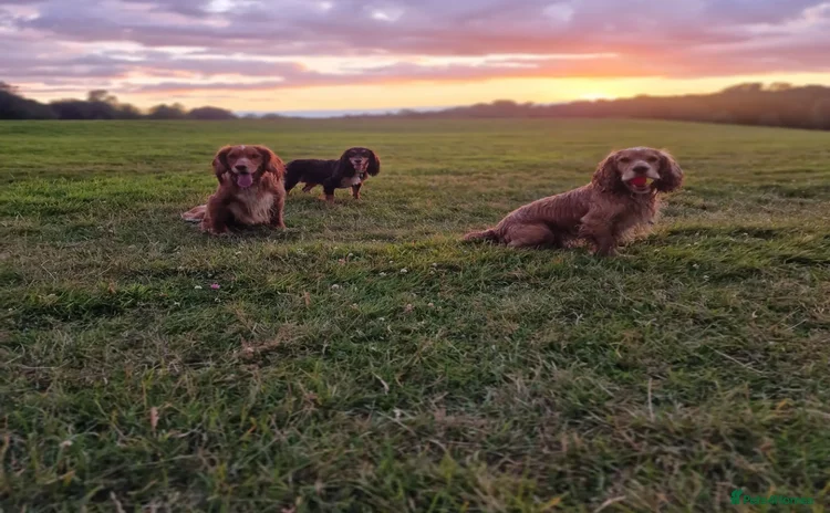 Cocker Spaniel dogs in Ingatestone - Advert 2