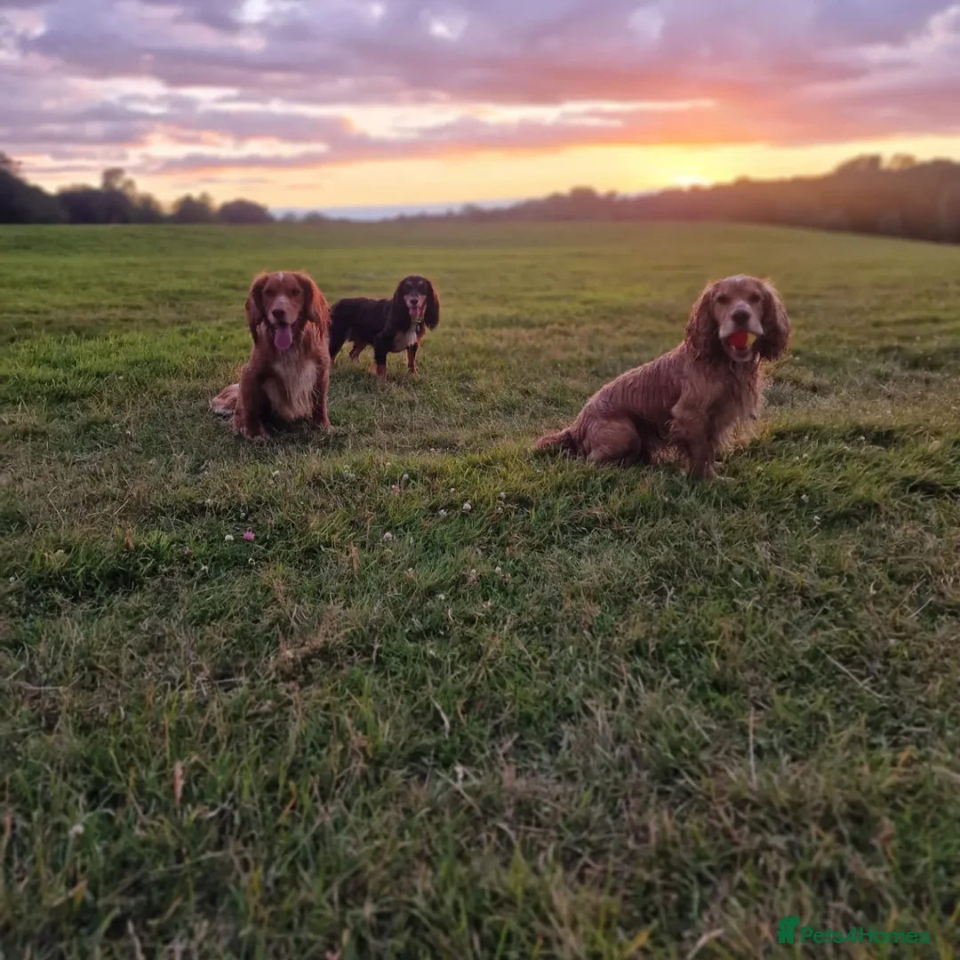 Cocker Spaniel dogs for stud: PROVEN STUD DOG HEALTH TESTED in Ingatestone - Image 1