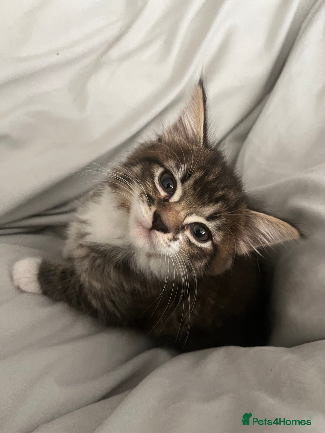 Mixed Breed cats for sale: 3 Healthy, Playful Kittens  - Image 30