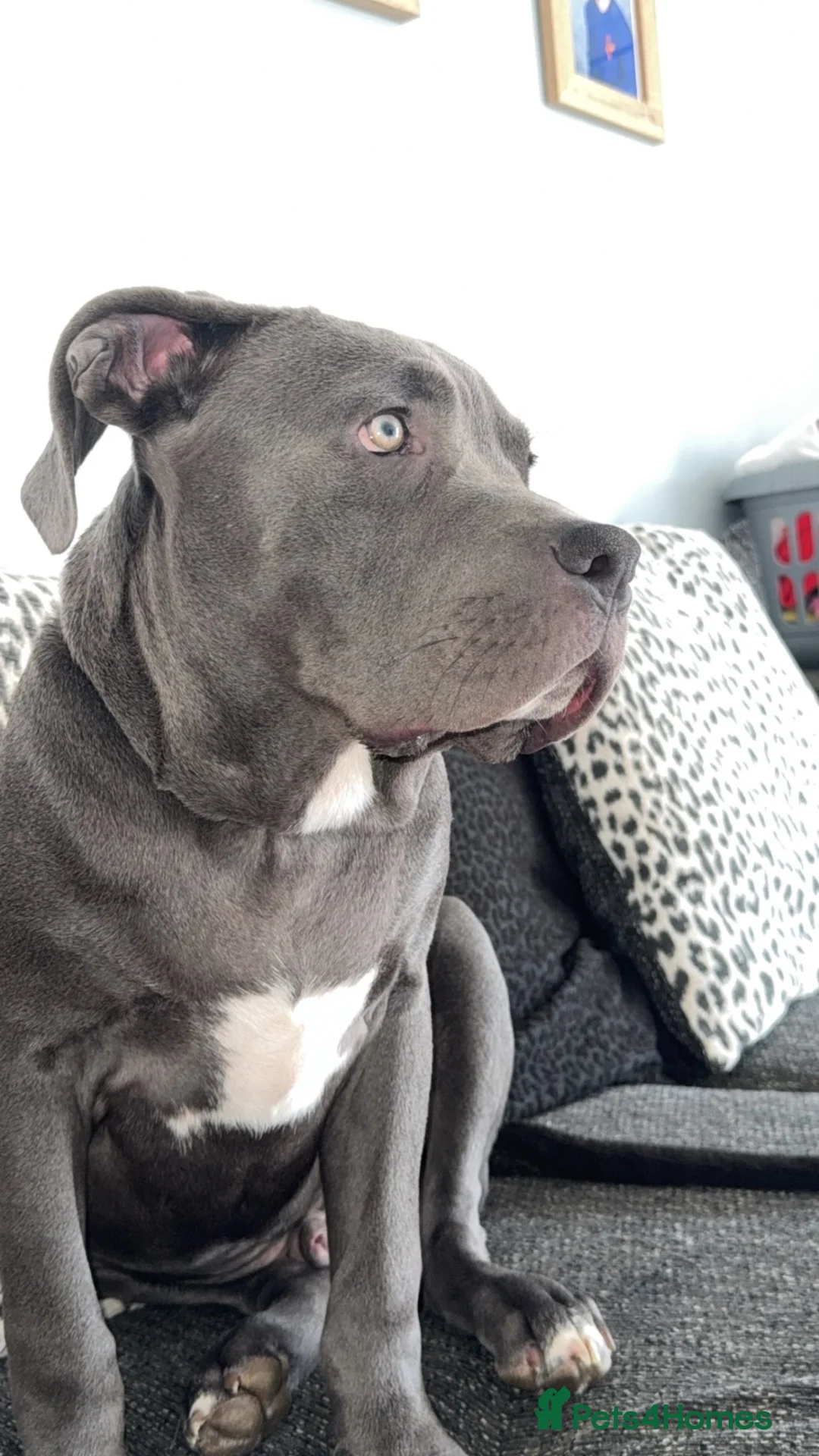 Mixed Breed dogs for sale: Cane corso mixed breed in Chepstow - Advert 4