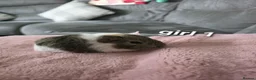 Guinea Pig rodents for sale: Guneapigs  in Saint Helens - Advert 1