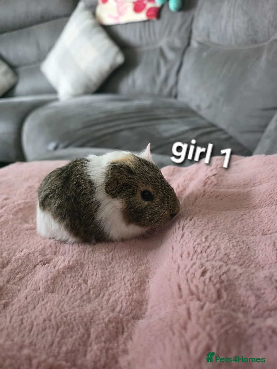 Guinea Pig rodents for sale: Guneapigs  in Saint Helens - Advert 1