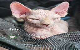 Sphynx cats for sale: Adorable Canadian Sphynx – Champion line - Image 2