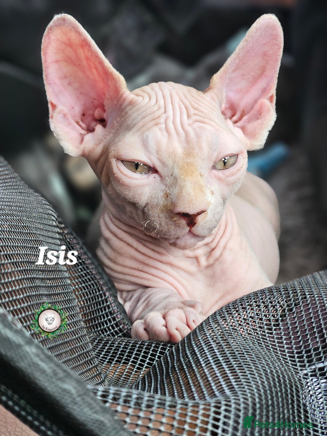 Sphynx cats for sale: Adorable Canadian Sphynx – Champion line - Image 2