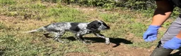 English Setter dogs for adoption: Yak   in Alfreton - Advert 9