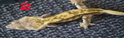 Gecko reptiles for sale: Male crested geckos for sale - Advert 6