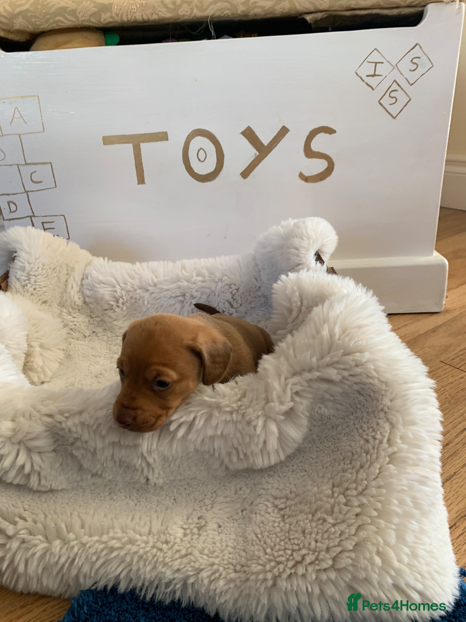 Dachshund dogs Lola’s puppy’s  - Advert 15