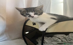 Mixed Breed cats for sale: *READY TO LEAVE* 2 female kittens  - Image 4