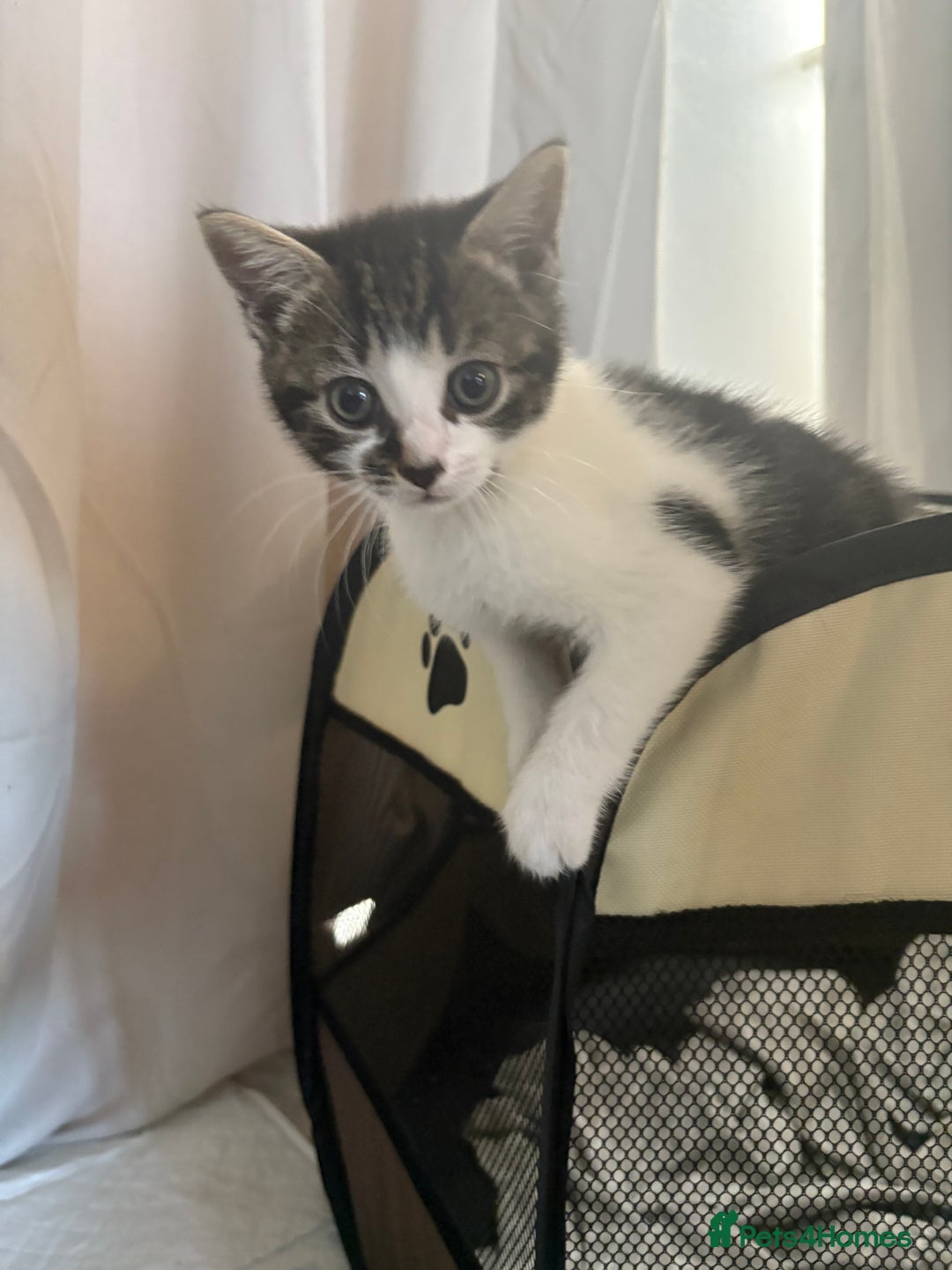 Mixed Breed cats for sale: *READY TO LEAVE* 2 female kittens  - Image 4