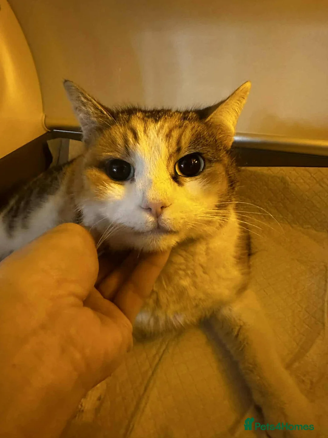 Mixed Breed cats for adoption: Carolina for adoption - Advert 2