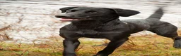 Labrador Retriever dogs for sale: Fantastic pedigree, two black boys available! in Alton - Advert 7