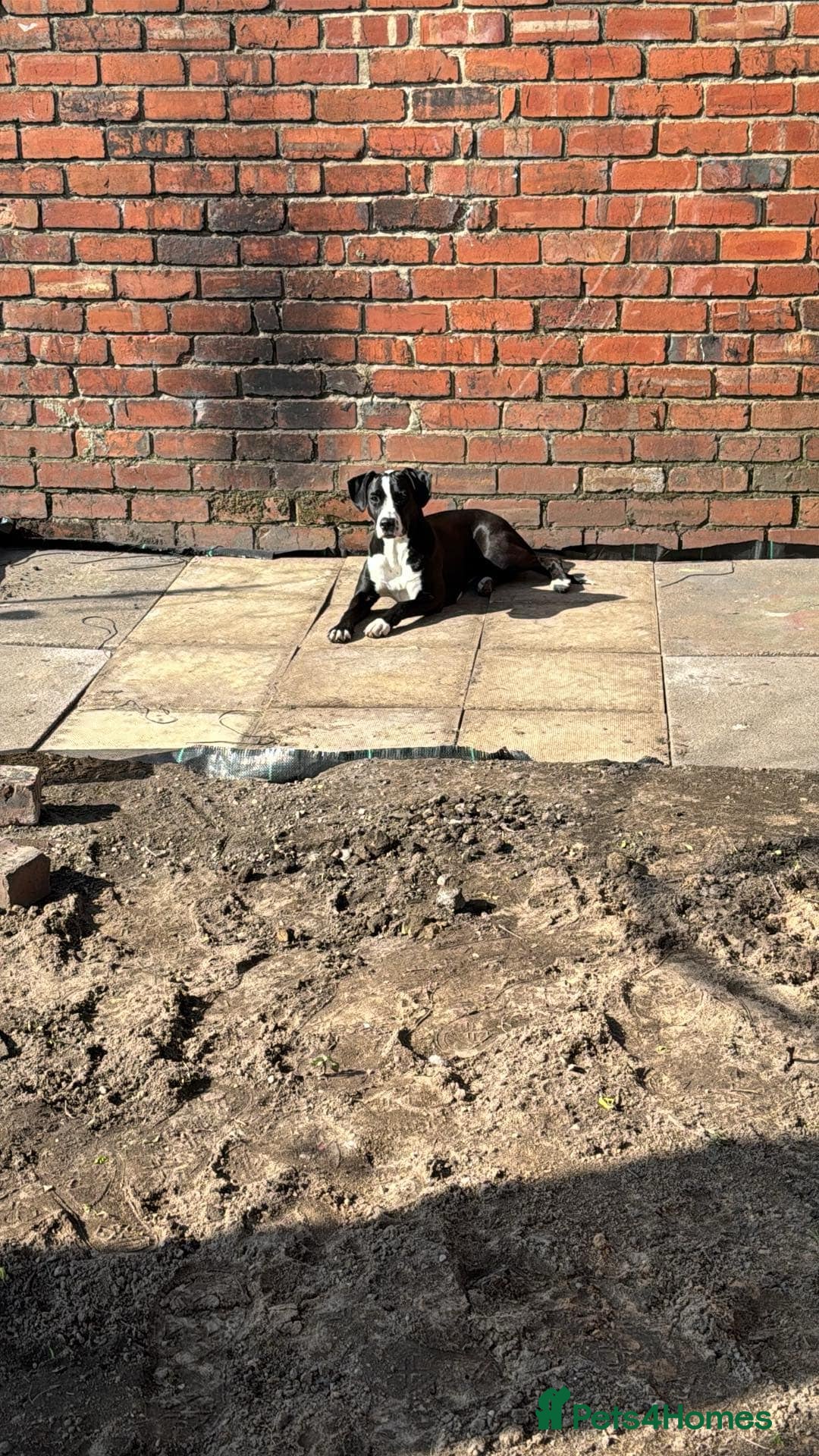 Mixed Breed dogs for sale: Dalmation x Great Dane  - Image 6