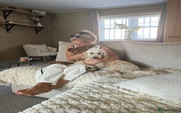 Cockapoo dogs for sale: 5 yr old Cockapoo & 1 year old Cockapoo - Image 4