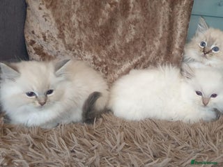 Ragdoll cats Absolutely Stunning GCCF Registered Kittens. - Advert 2