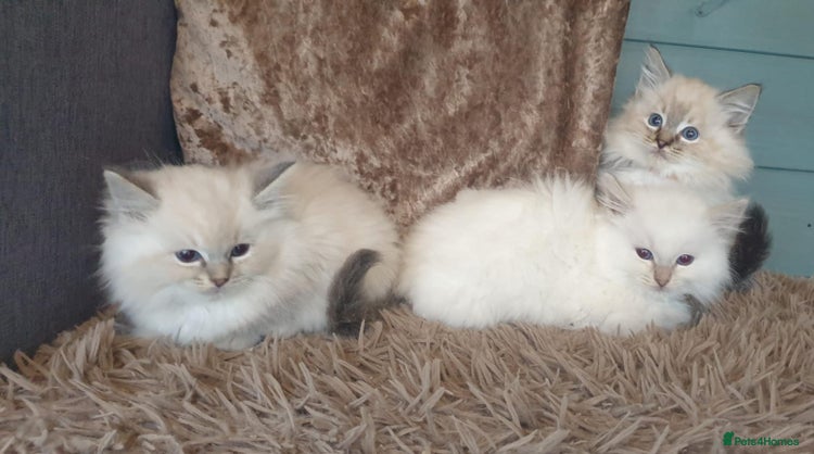 Ragdoll cats Absolutely Stunning GCCF Registered Kittens. - Advert 2