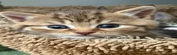 British Shorthair cats for sale: Male BSH golden tabby  - Advert 2