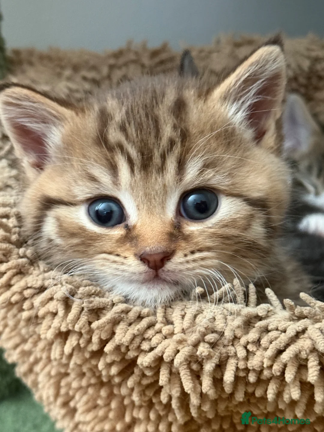 British Shorthair cats for sale: Male BSH golden tabby  - Advert 2