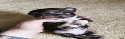 Chihuahua dogs for sale: KC registered lilac male chihuahua  in Saint Helens - Advert 5