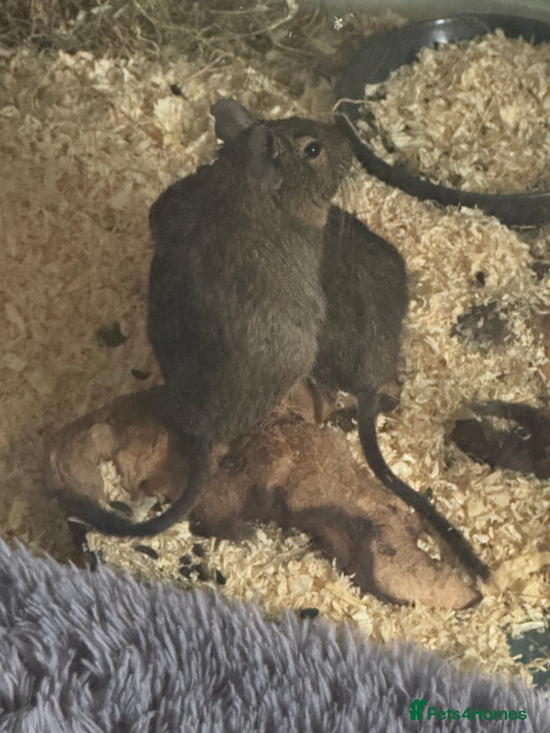 Degus rodents for sale: 2 Degus brothers for sale age 1.5 years - Image 9